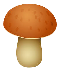Amount of Funghi